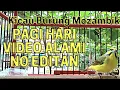 Pancingan Burung Mozambik Pagi Hari Dg Suara Gemericik Air