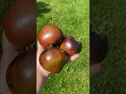 🍅томат БАЛТИЙСКИЙ ШОКОЛАД