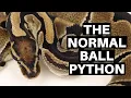 Morph Guide The Normal Ball Python - Benjamin s Exotics