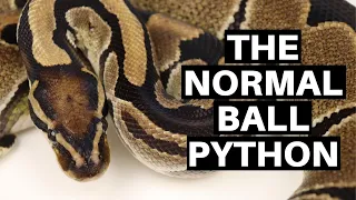 Morph Guide The Normal Ball Python - Benjamin s Exotics