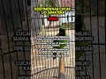 Download Lagu Cucak ijo sumatra gacor #cucakijo