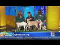 Pet Parade Shultz s Guest House