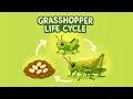 Life Cycle of the Grasshopper