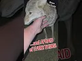 Lagu SNOBBY COYOTE! πΊ #weavethecoyote #cute #animals #animal #nature #wildlife #friends #love #life #live