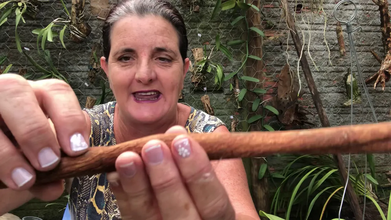 COMO PLANTA A ORQUÍDEA SAPATINHO E O QUE ELA COME MAGNÉSIO