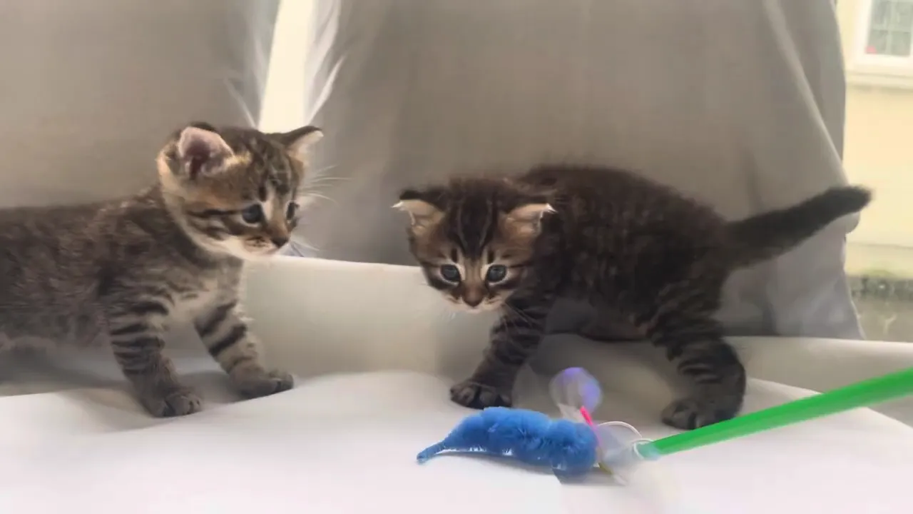 動画