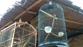 suara burung rambatan paruh merah rambatan doraemon sangat cocok buat masteran 