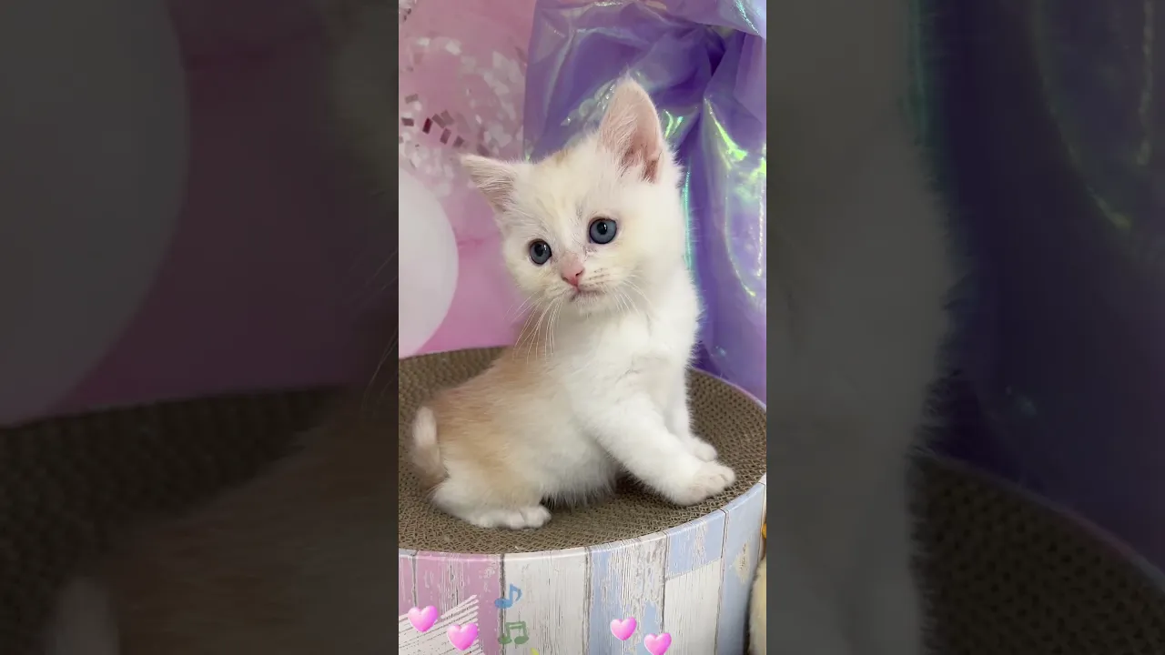 動画