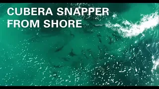 Catching Cubera Snapper from shore with Wesley Brough