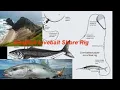 Kingfish Livebait Shore Rig