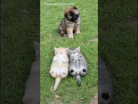 [Virtual Story] When a Kitten Shows Its Belly… It Means “I Trust You” 🐾