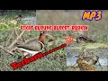 Download Lagu Suara pikat burung berkik / pekung / burcet AMPUH Sudah terbukti poin banyak #pikat #burung