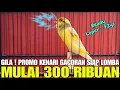 Lagu GILA ! REVIEW KENARI GACORAN MEWAH SIAP LOMBA PROMO UGAL-UGALAN MULAI HARGA 300 RIBUAN