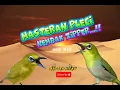Download Lagu Masteran Pleci Nembak Zipper ‼️ Masteran Pleci Terbaru 2025