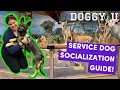How to Socialize a Service Dog Puppy for Public Access w German Shepherd Pup