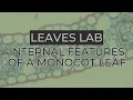 Leaves Lab Internal Features of a Monocot Leaf