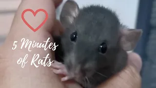 5 minutes of cute pet rat s to brighten your day