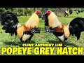 Lagu Popeye Grey Clint Anthony Lim Farm - Big Farm In The Philippines