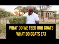 What do we feed our goats What do goats eat