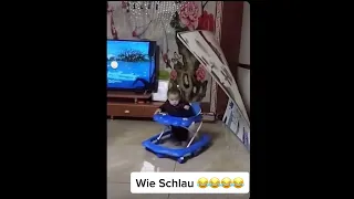 مدرك الوضع Shorts 