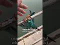 Download Lagu Man uses his body temperature to save bird #curr #animals #bird