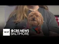 Paws and Claws Meet Cocoachella available for adoption through the MD SPCA