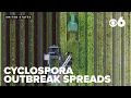 Cyclospora outbreak linked to shredded lettuce expands to 15 states What to know about food safety