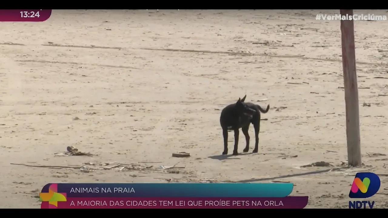 Animais na praia: maioria das cidades tem lei que proíbe pets na orla