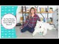 So You Wanna Get a Samoyed Here s What to Expect