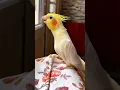 Download Lagu Parrot Singing Song Soo Sweet Sound ✨ #shorts #parrot #short