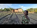 Download Lagu MIMPI PAK SUDIWANI, BANGUN PERTANIAN TERINTEGRASI DI LAHAN TRANSMIGRASI SEPUNGGUR,  KALIMANTAN UTARA