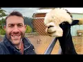 Download Lagu Deep thoughts with Alpacas. I was thinking about this while visiting the farm animals | Lee Asher