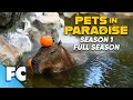 Pets In Paradise Full 4 Hour Season 1 Compilation Free Animal TV Show Documentary Episodes