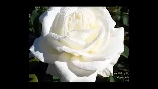 تعا ياحبيبي خدني وروح دندنها