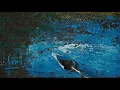 Seven Fields of Aphelion - Wildflower Wood