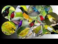 Download Lagu Suara pikat kombinasi paling manjur Kolibri ninja dan pleci