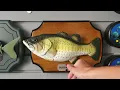 Download Lagu Xing An - Bubba fish (KX programming) - Older version