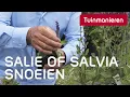 Lagu Salie of Salvia snoeien in de zomer: hoe doe je dat? | Tuinmanieren