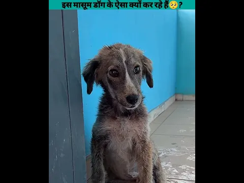 इस मासूम डॉग के ऐसा क्यों कर रहे हैं🥺?