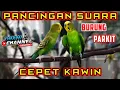 PANCINGAN PARKIT CEPET KAWIN