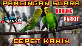 Download PANCINGAN PARKIT CEPET KAWIN MP3