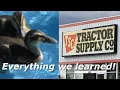 How to Raise Ducks From Tractor Supply