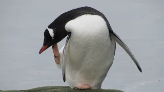 Do Penguins Have Knees