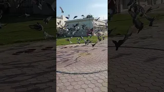كنا زمان العفاسى Anashidalafasy BabyBusAR قناةوناسة أطفال  كنا زمان العفاسى Anashidalafasy BabyBusAR قناةوناسة أطفال