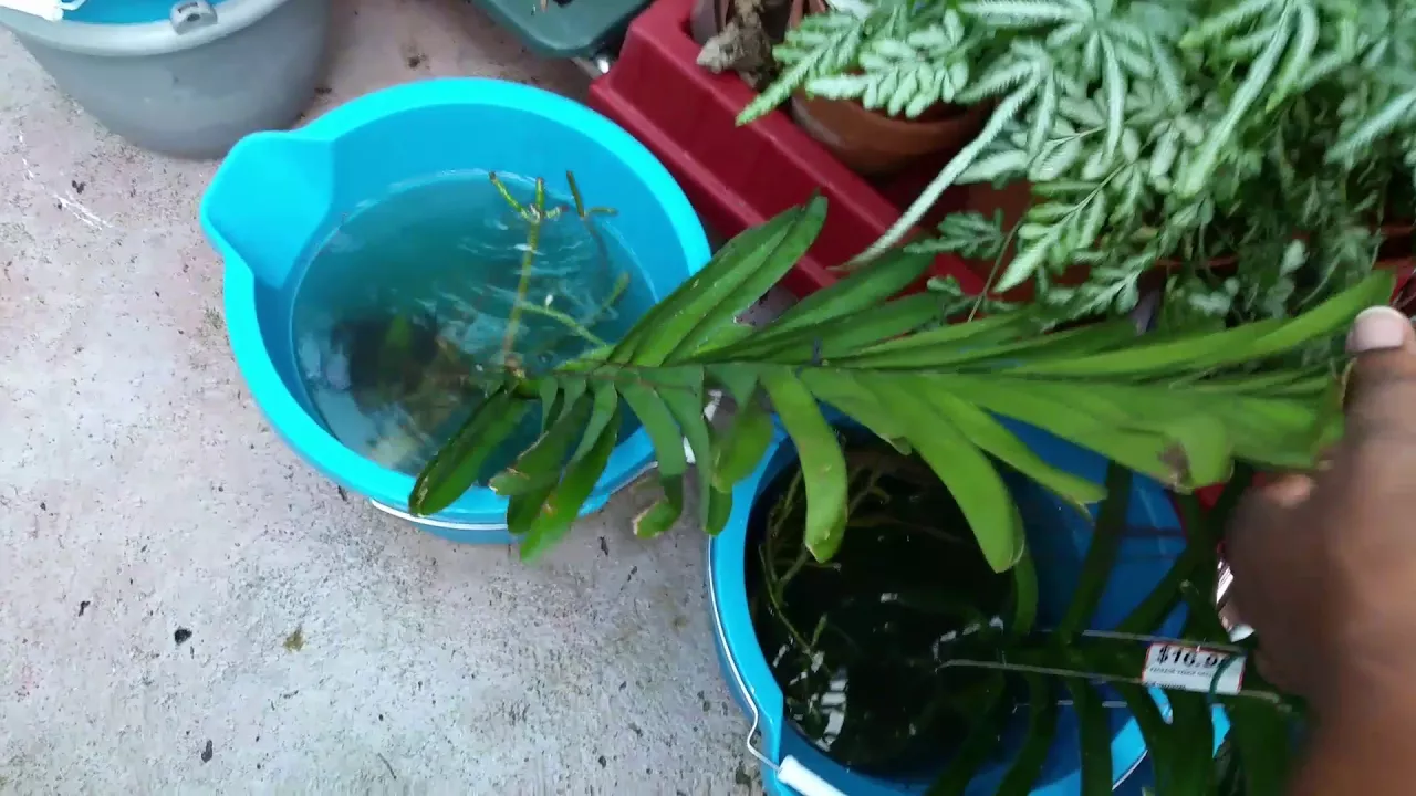 DEHYDRATED VANDA ORCHID