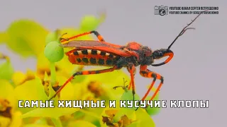 Хищные клопы. Хищнецы и охотники. // Clever Cricket