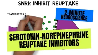 2-Minute Neuroscience Serotonin-Norepinephrine Reuptake Inhibitors SNRIs