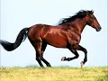 Download Lagu Horse sounds vol  1