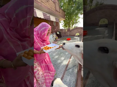 Rakshbandhan Day with Vrinda & Family #cowsblike