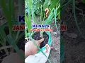 Lagu 🚫 Jangan Ditimbun! Rahasia Umbi Bawang | Tips Budidaya Bawang Merah
